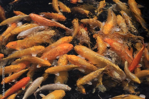 Korean Koi fishes in pond