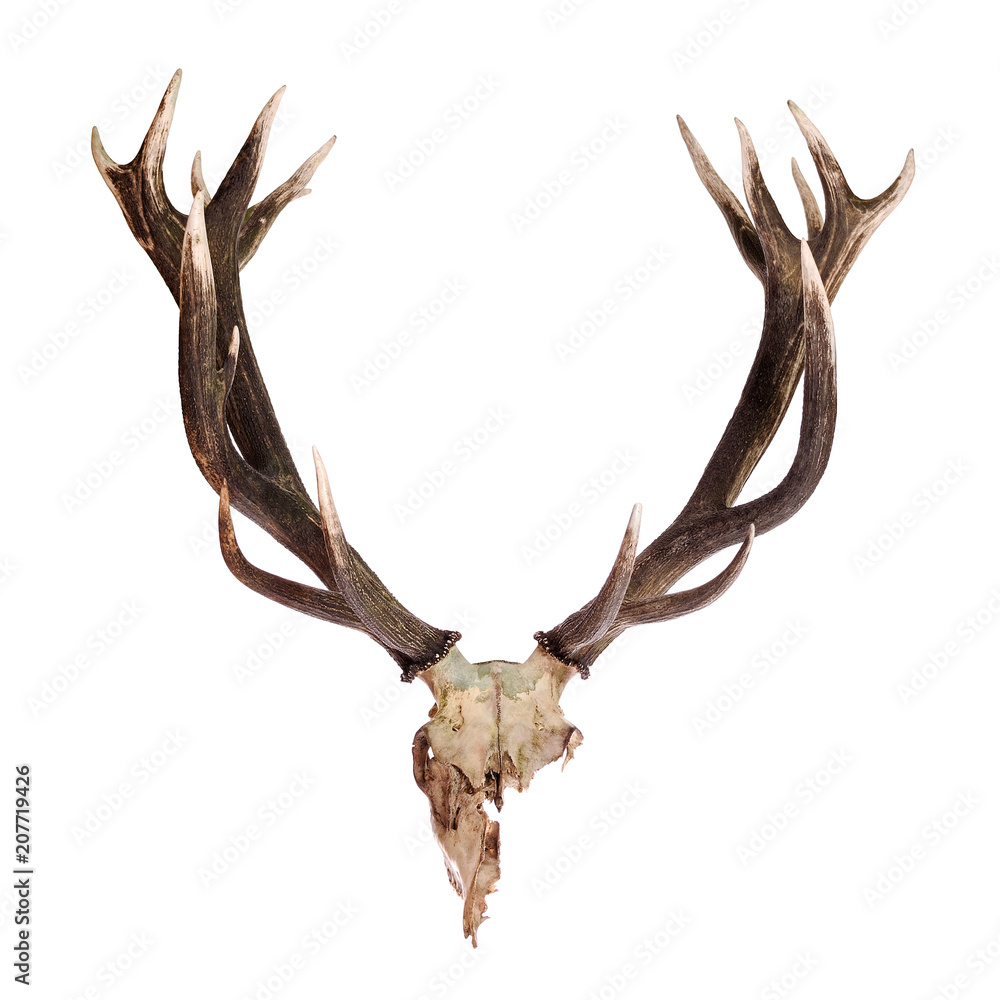Obraz Deer Skull with Antlers isolated on white