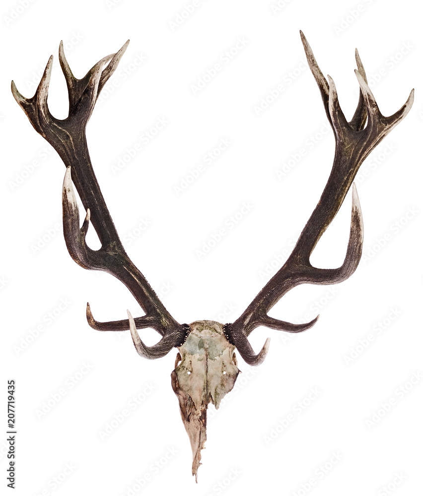 Fototapeta premium Deer Skull with Antlers isolated on white