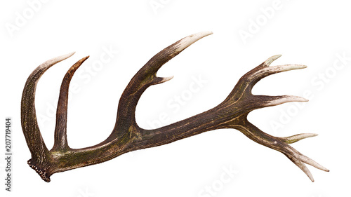 Deer shed Antler isolated on white