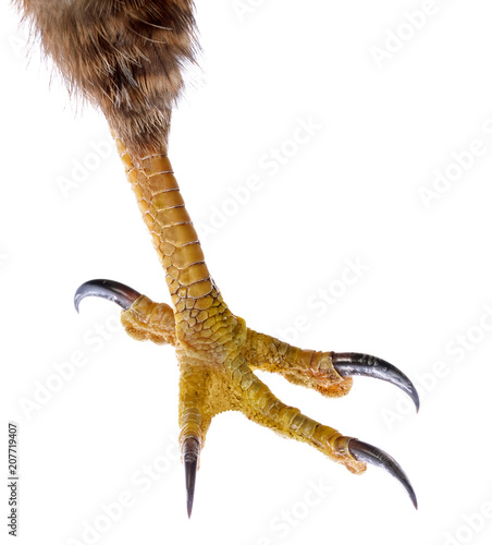 Talon of the Bird of Prey isolated on white. 