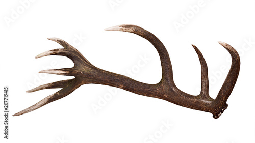 Deer shed Antler isolated on white © gallinago_media