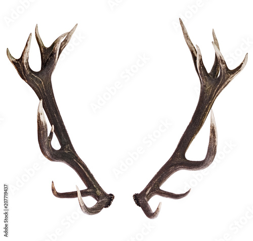 Canvas Print Deer Antlers isolated on white