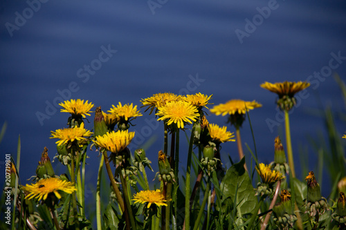 Yellow dandelions on a blue lake background