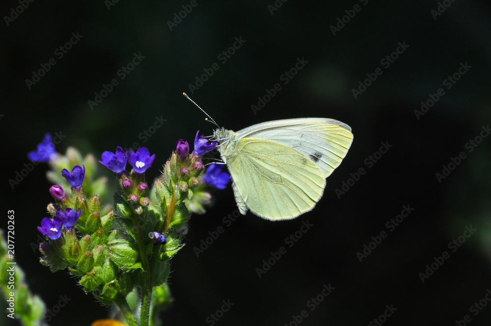 The green-veined white (Pieris napi) butterfly on meadow. Big white butterfly collecting nectar on wild flowers The green-veined white (Pieris napi) butterfly on meadow. Big white butterfly collecting nectar on wild flowers