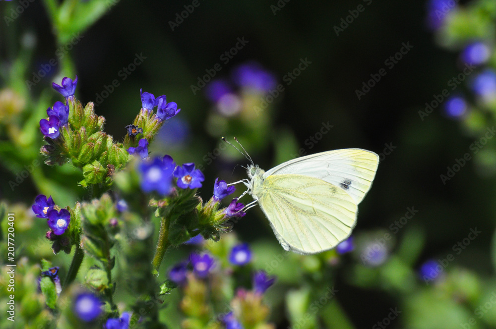 The green-veined white (Pieris napi) butterfly on meadow. Big white butterfly collecting nectar on wild flowers The green-veined white (Pieris napi) butterfly on meadow. Big white butterfly collecting nectar on wild flowers