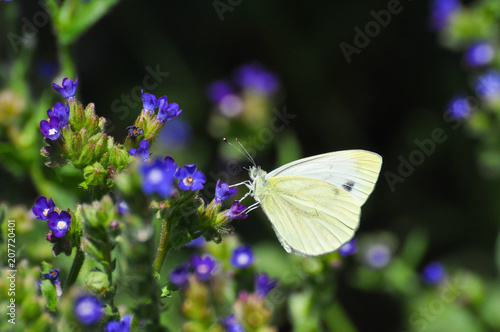 The green-veined white (Pieris napi) butterfly on meadow. Big white butterfly collecting nectar on wild flowers © Ivan