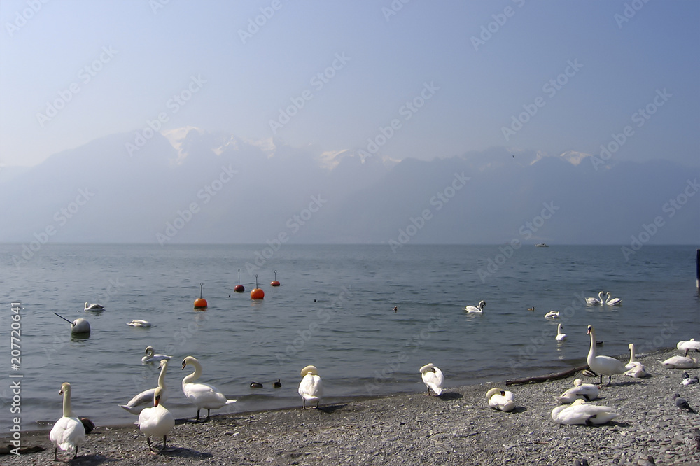 wild swans and ducks on the rocky beach of the mountainous Lake Geneva (Switzerland)