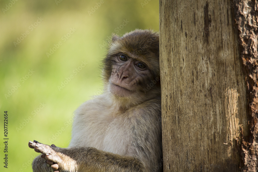 Obraz premium monkey