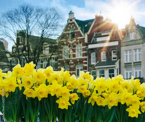 yellow narcissus and facades of traditional old houses in Amsterdam, Netherlands