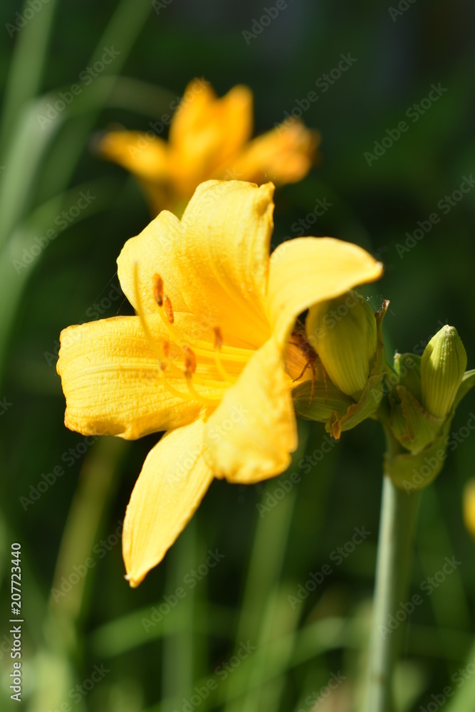 beautiful flowers yellow marsh iris with buds and leaves on a green soft blurred background beautiful flowers yellow marsh iris with buds and leaves on a green soft blurred background
