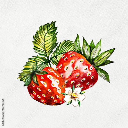 Hand drawn watercolor painting strawberry on white background. Illustration of berries.