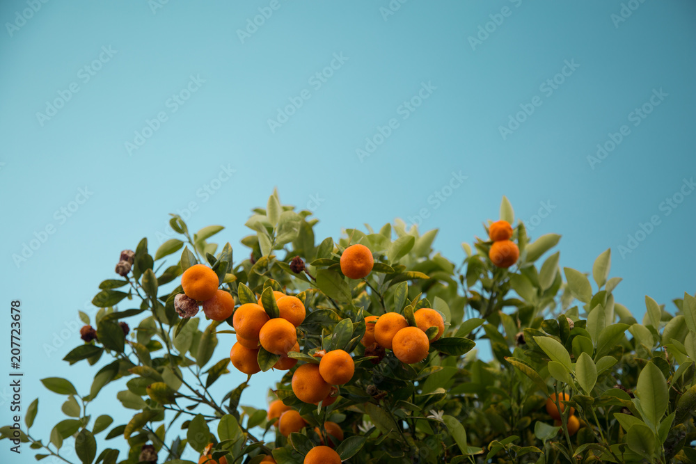 Mandarin tree against the blue sky. Mandarins on the tree.