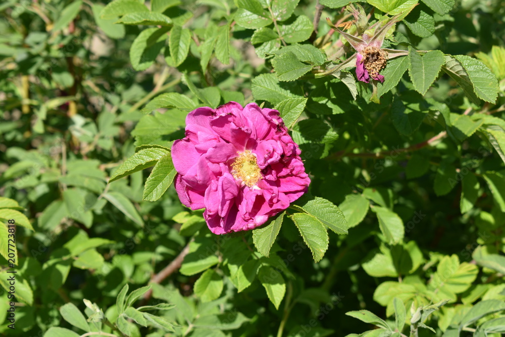 beautiful flower pink wild rose with buds and leaves close-up on soft blurred background