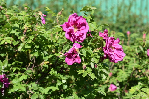 Wallpaper Mural beautiful flower pink wild rose with buds and leaves close-up on soft blurred background Torontodigital.ca