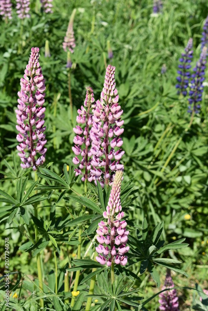 beautiful flowers pink and purple lupines close-up on soft blurred green leaf and grass background beautiful flowers pink and purple lupines close-up on soft blurred green leaf and grass background