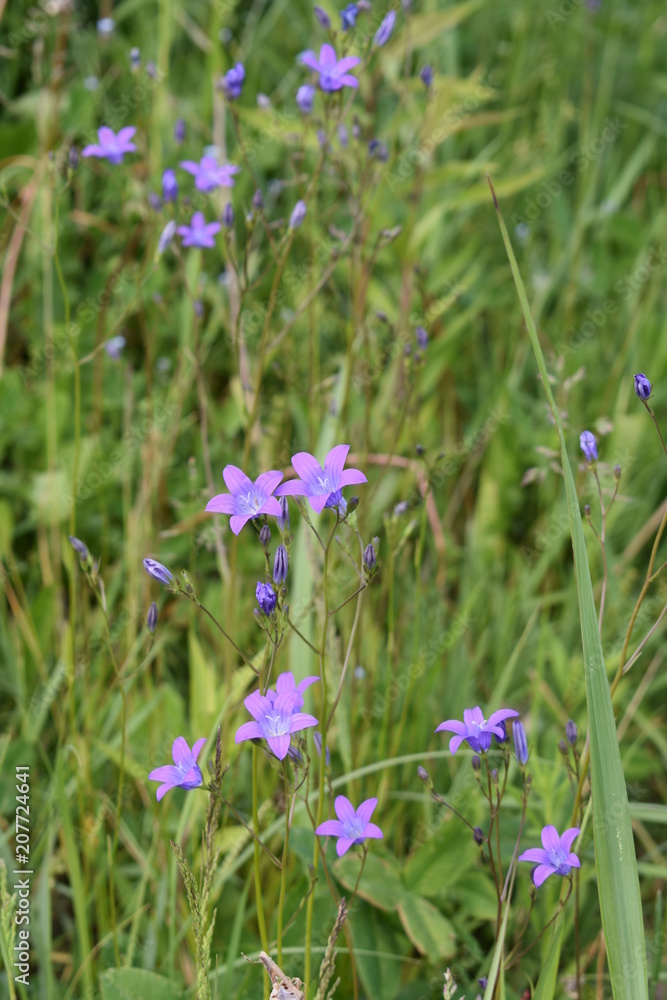 close-up of a lilac flower field bell with green leaves on a summer evening, on a soft blurred background close-up of a lilac flower field bell with green leaves on a summer evening, on a soft blurred background