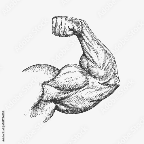 Strong arm muscles, biceps. Hand drawn illustration photo