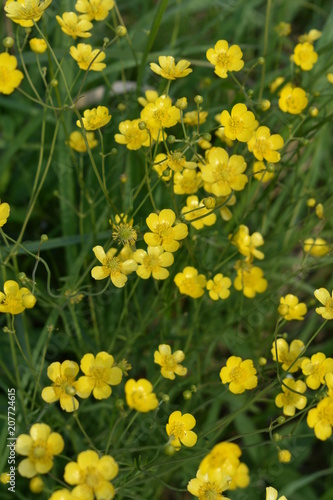 close-up of small yellow wildflowers with buds and green leaves on a summer evening, on a soft blurred background