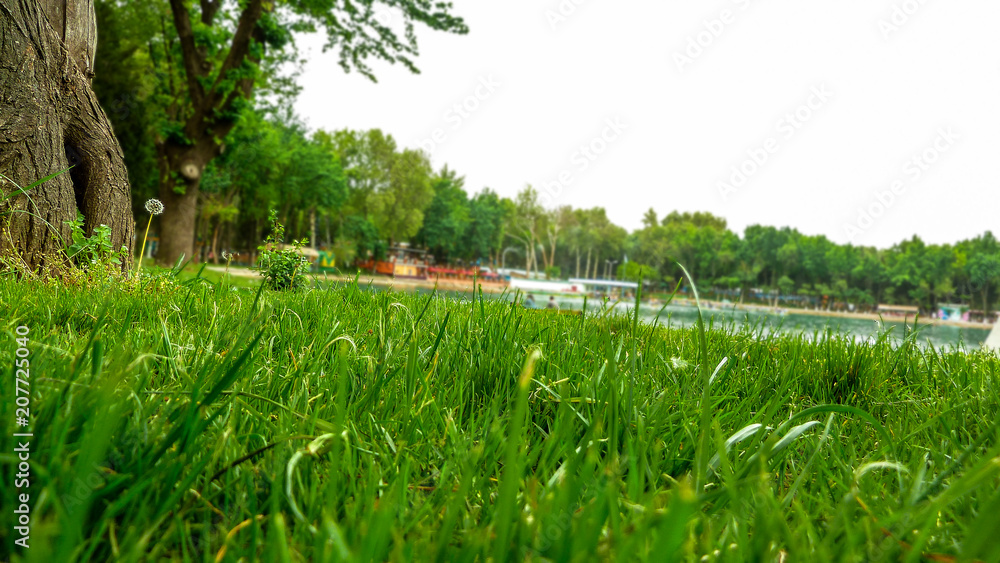 Fototapeta premium How insects see the world