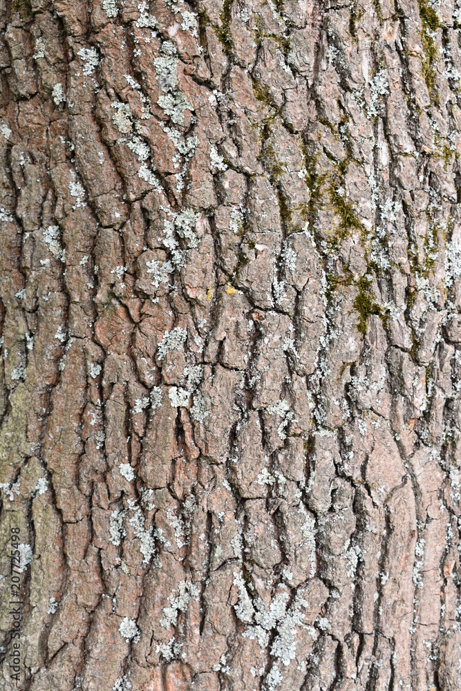 beautiful embossed gray-brown texture, natural bark of old oak interspersed with moss beautiful embossed gray-brown texture, natural bark of old oak interspersed with moss