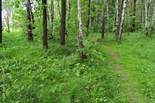 Fototapeta Naklejka Na Ścianę i Meble -  a forest path among the green grass in the summer forest against the background of trees and bushes