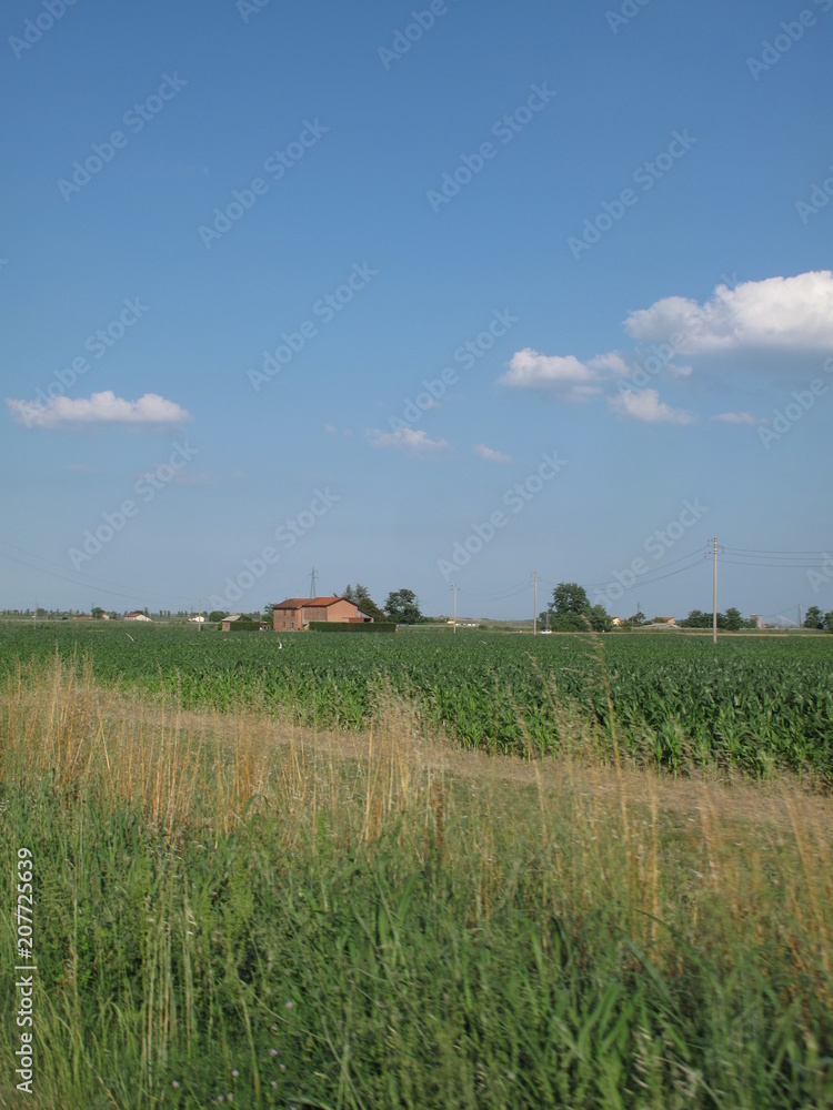Fototapeta premium paesaggio agricolo in primavera