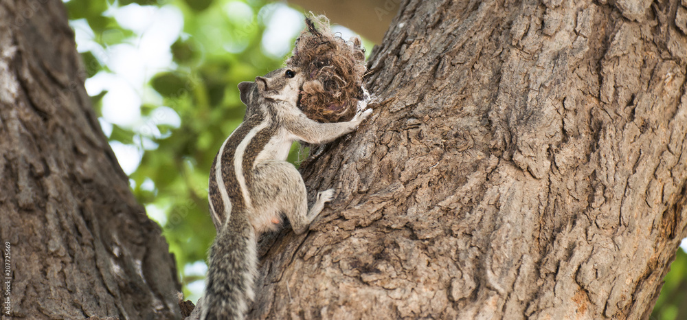 A squirrel is going to make the nest