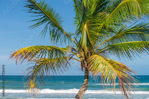 Coconut palm tree view from the beach