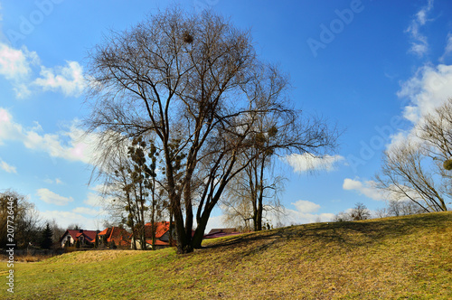 Fototapeta Naklejka Na Ścianę i Meble -  Drzewo i domy z czerwonymi dachami pod niebieskim niebem.