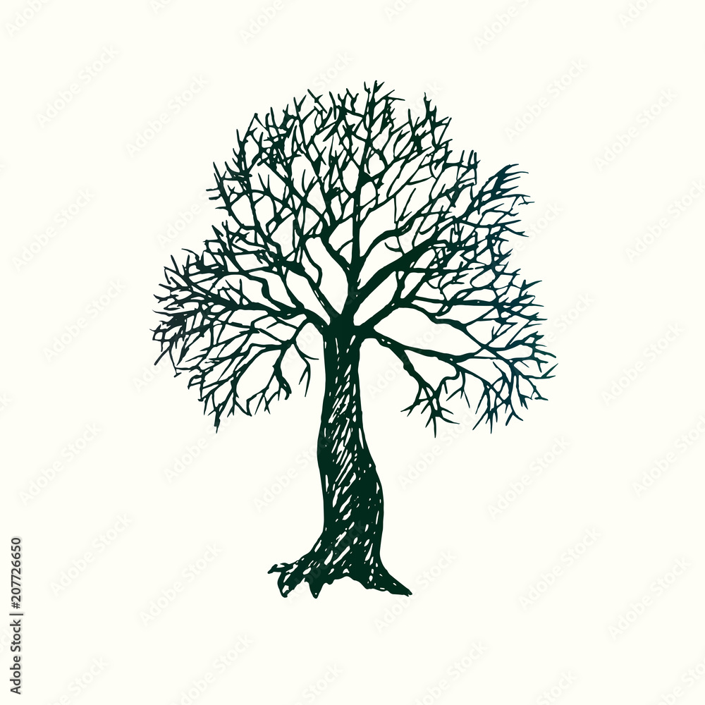 Tree silhouette, hand drawn doodle sketch, black and white vector
