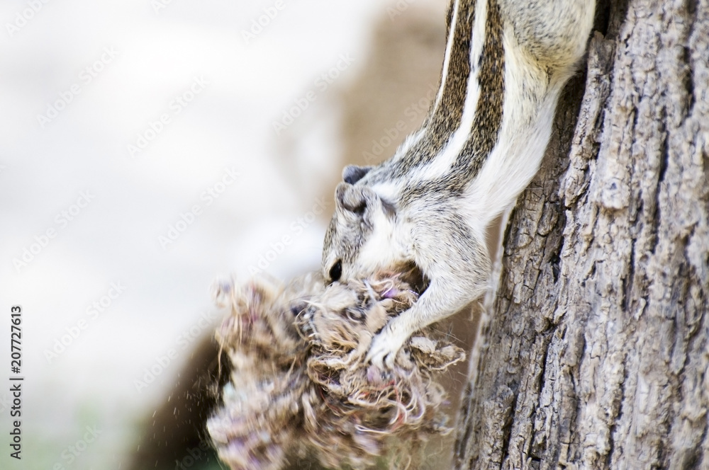 Obraz premium A squirrel on the tree