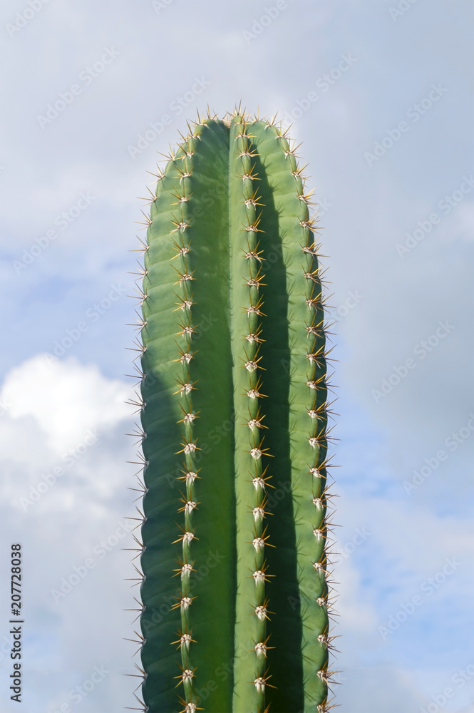 Fototapeta premium Cactus
