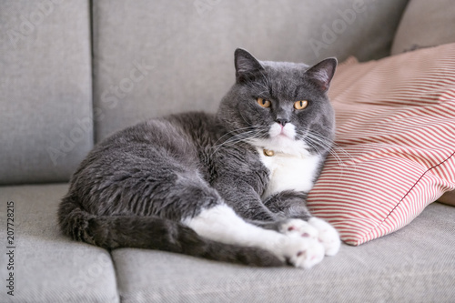 British short hair cat rests on sofa © chendongshan