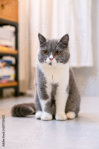 The British kitten sits on the ground