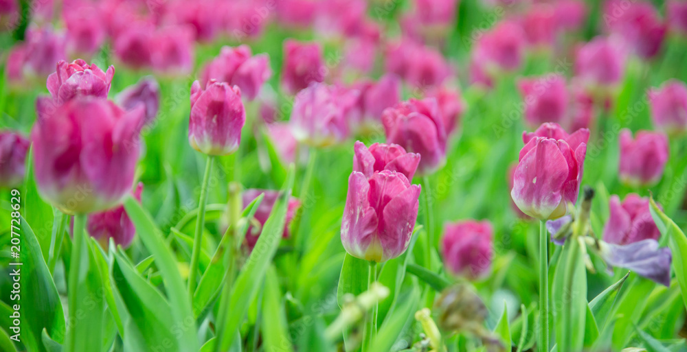 Tulip flower in the garden.
