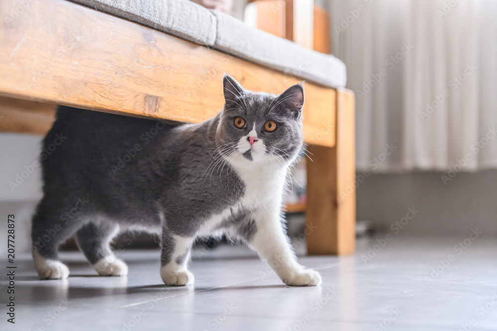 British short hair cat, shot indoors British short hair cat, shot indoors