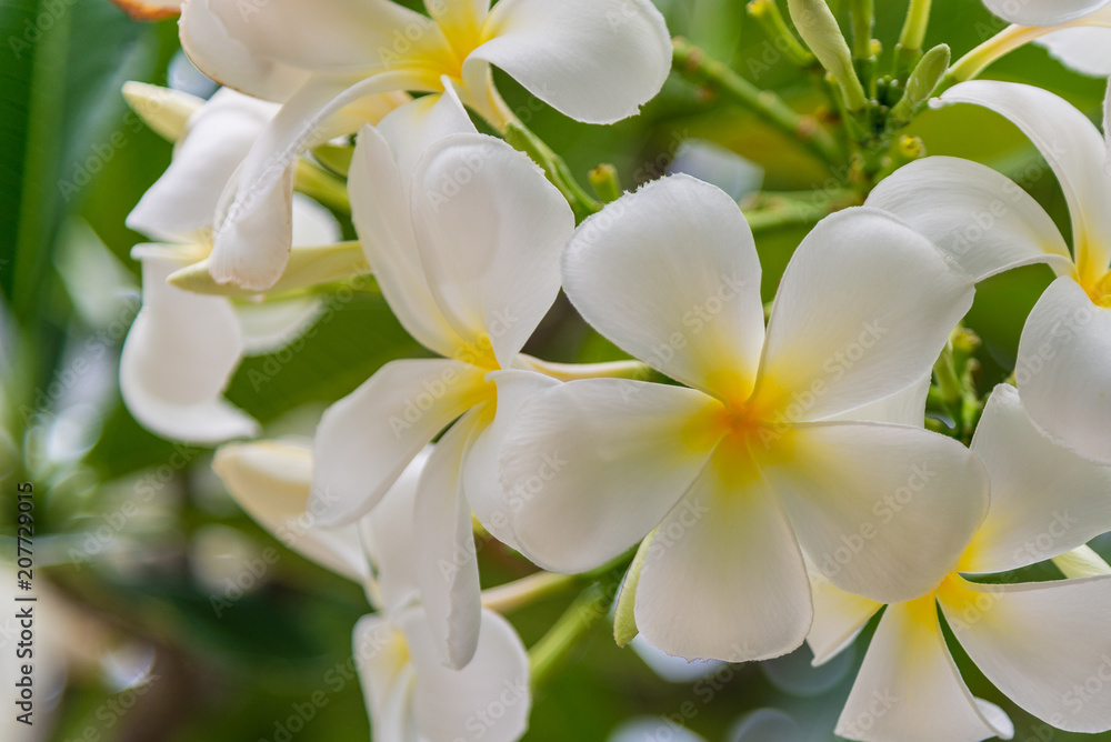 Plumeria flower nature background. Plumeria flower nature background.