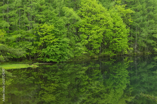 The forest is reflected on the surface like a mirror C