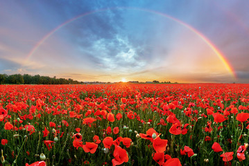 Gartenposter Blumen Regenbogenlandschaft über Mohnfeld  © TTstudio