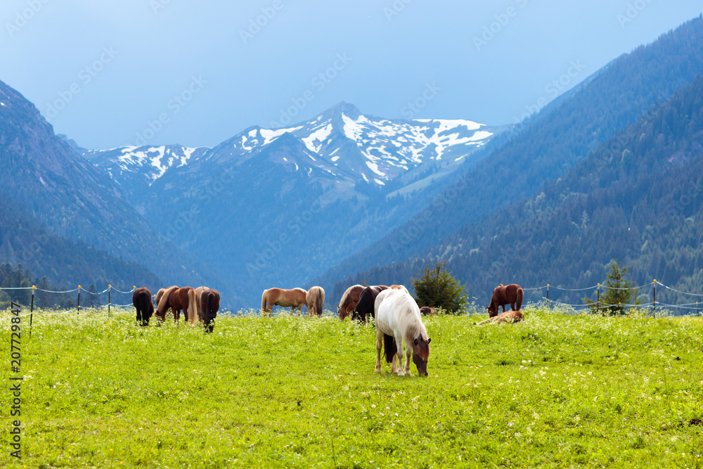 Horses on flower meadow in mountains