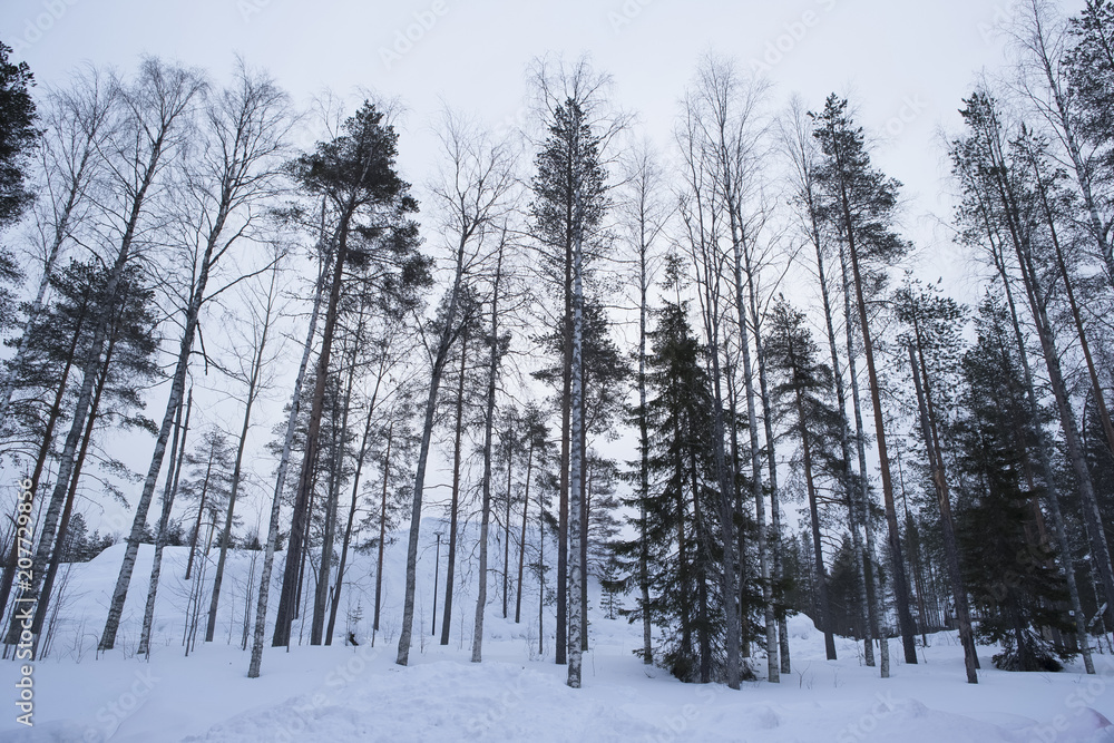 Naklejka premium 雪景色 フィンランド ロバニエミ