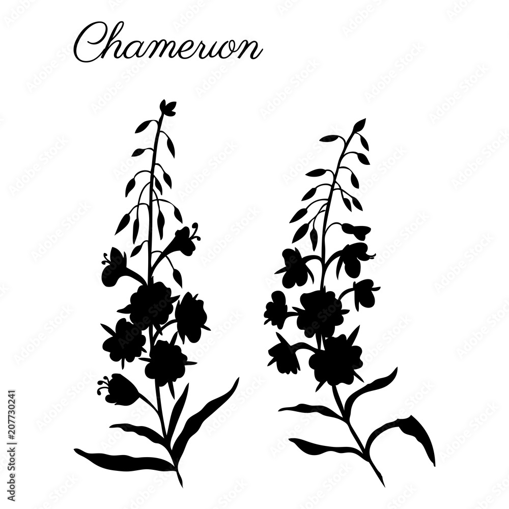 Αυτοκόλλητο Willow herb, Chamerion angustifolium, fireweed, rosebay hand drawn botanical ill
