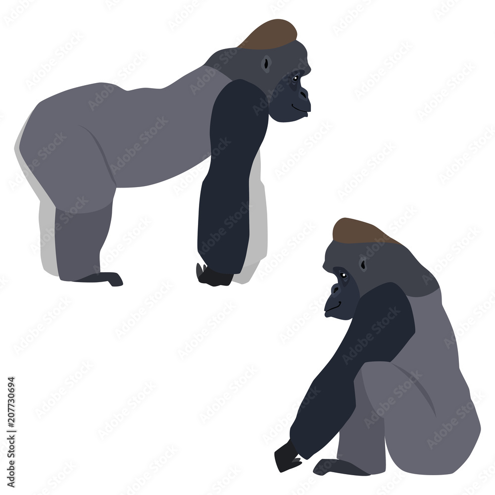 Fototapeta premium Vector illustration of standing and sitting gorillas isolated on white background