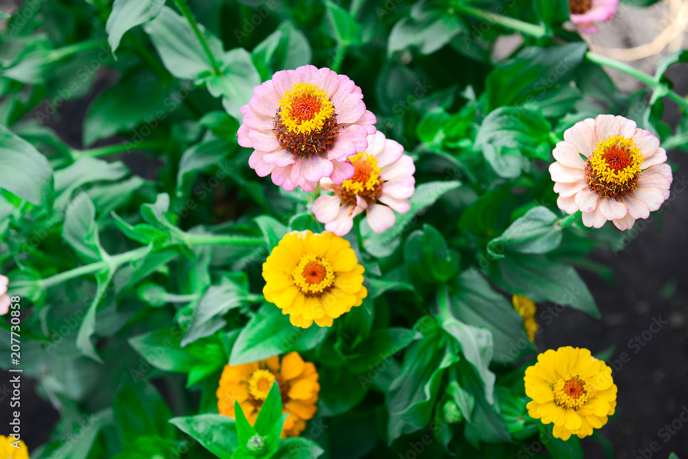 Several garden flowers of zinnia in the summer day top view. Garden flowers. Several garden flowers of zinnia in the summer day top view. Garden flowers.