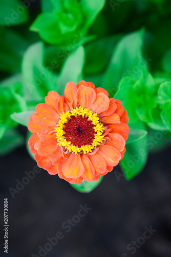 Zinnia orange color top view. Garden flowers.