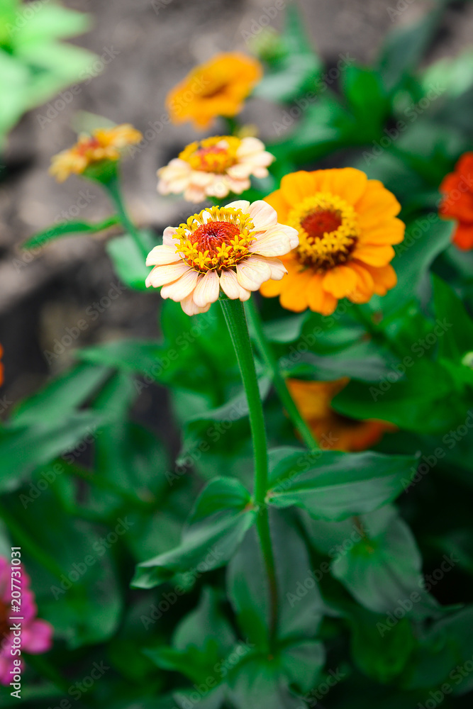 Garden flowers of zinnia on a sunny day. Garden flowers. Texture of flowers. Garden flowers of zinnia on a sunny day. Garden flowers. Texture of flowers.