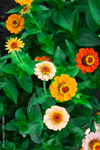 Fotografi Garden flowers of zinnia on a sunny day