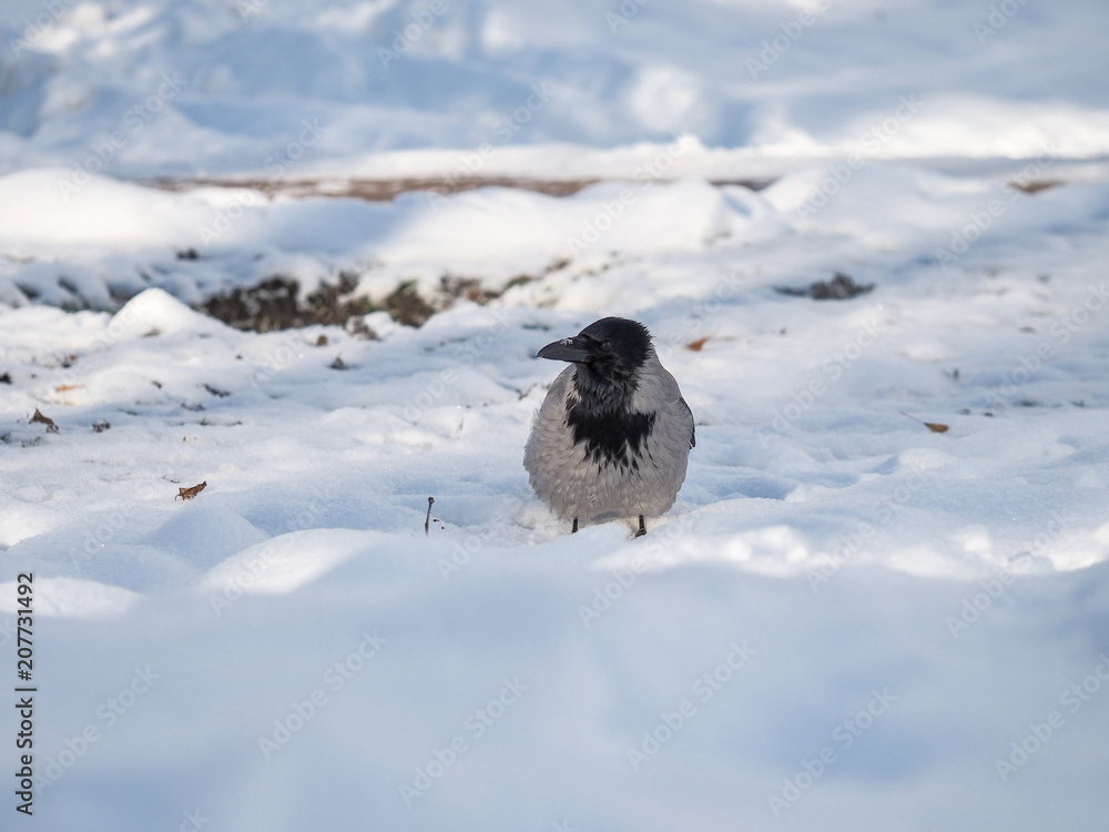 Bird crow winter in the Park. Bird crow winter in the Park.