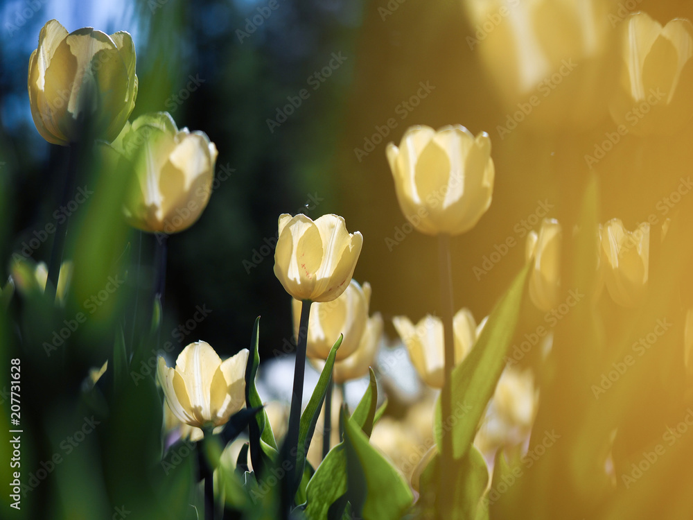 Beautiful yellow tulips. Flowerbed with yellow flowers